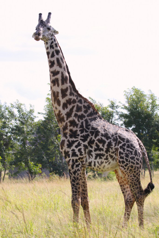 Adult male Masai giraffe in the Mikumi National Park, Tanzania. (Image: Doug Cavener)